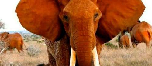 Dida, la plus grande éléphante à défenses du Kenya, est morte