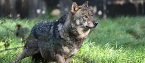 Pour la première fois en 30 ans, un loup menace un homme