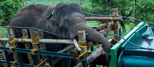Inde : un éléphant mangeur de riz capturé après des années de traque