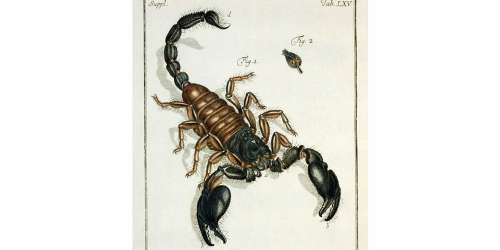 La minute antique - Bombes de scorpions