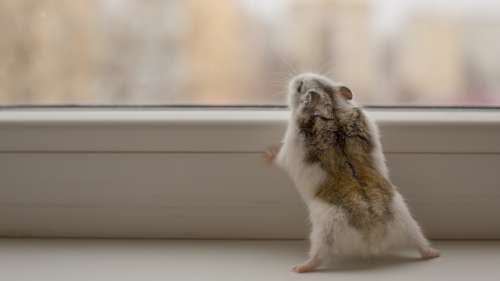 Elle jette son hamster par la fenêtre, choc sur la toile !