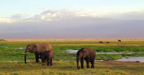 Nos conseils pour bien réussir sont premier safari au Kenya