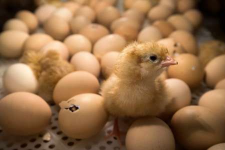 Royaume-Uni : Elle achète des œufs au supermarché pour une raison très particulière !