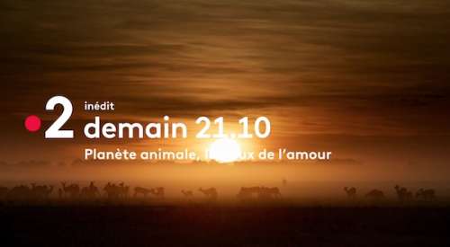 « Planète animale : les jeux de l’amour » : ce soir sur France 2, « Les maîtres du jeu » (jeudi 26 mai 2022)