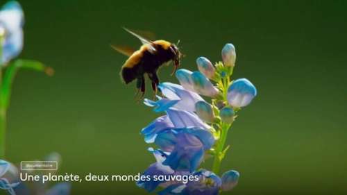 « Une planète, deux mondes sauvages » : votre documentaire ce soir sur France 2 (18 juillet)