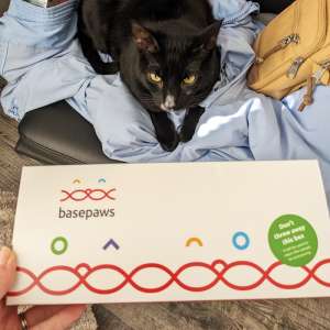 Test ADN Basepaws Breed + Health pour chats – Nous l’avons essayé
